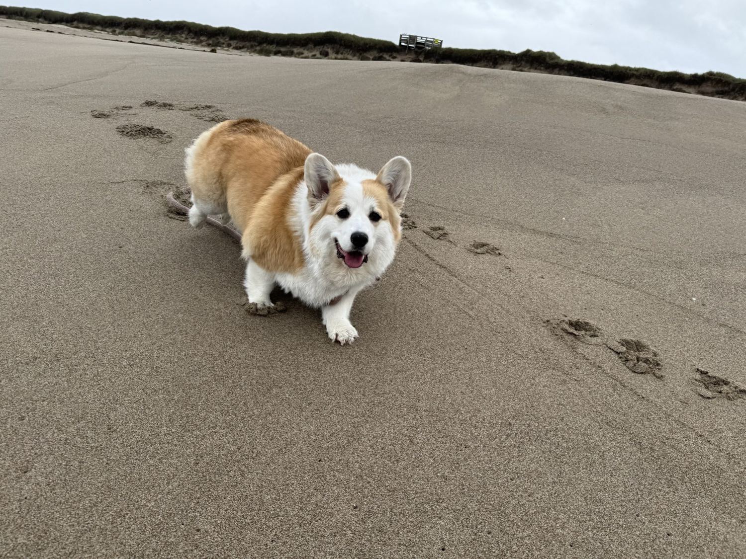 Astra trotting across the sand toward the camera, tongue out