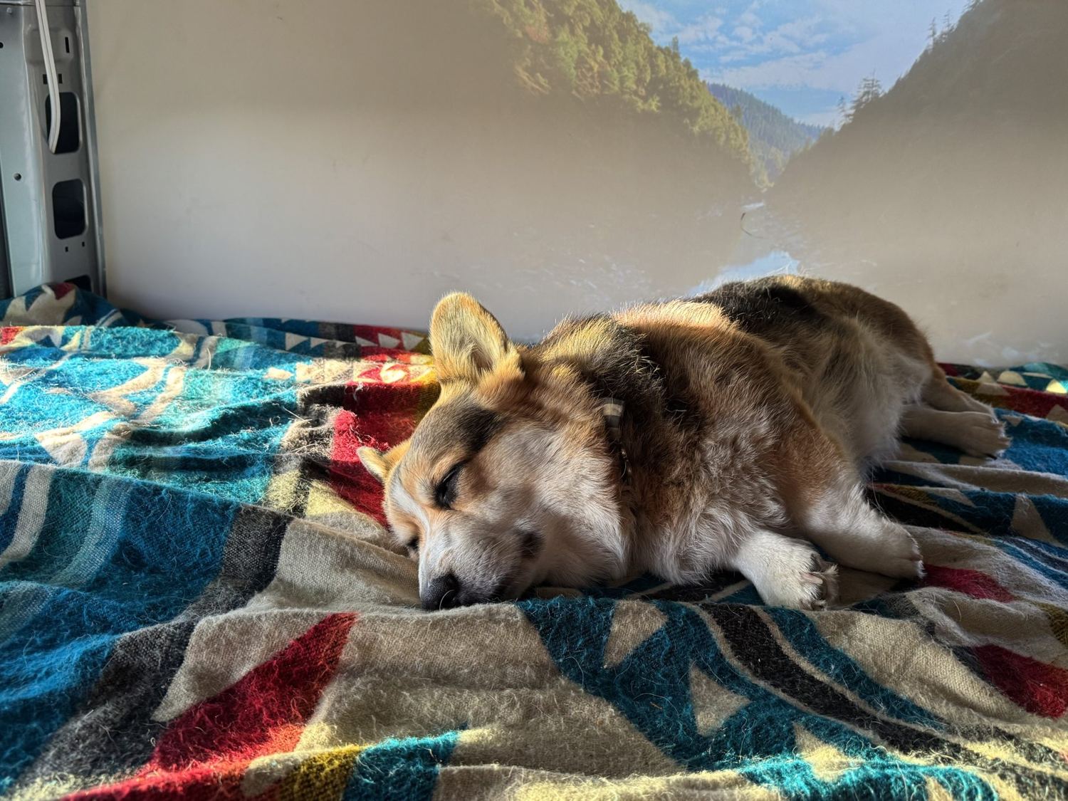 Orbit asleep on the blanket in the van, sun on his face