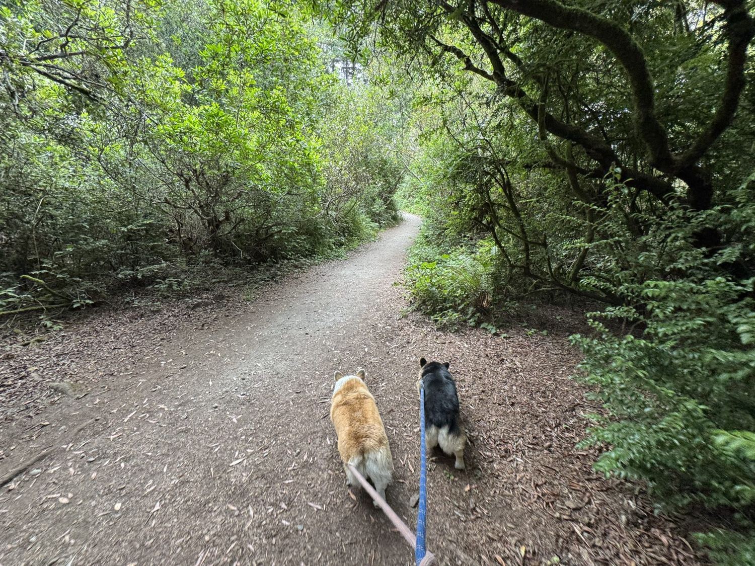 Orbit and Astra on leash walking a dirt trail through dense green forest
