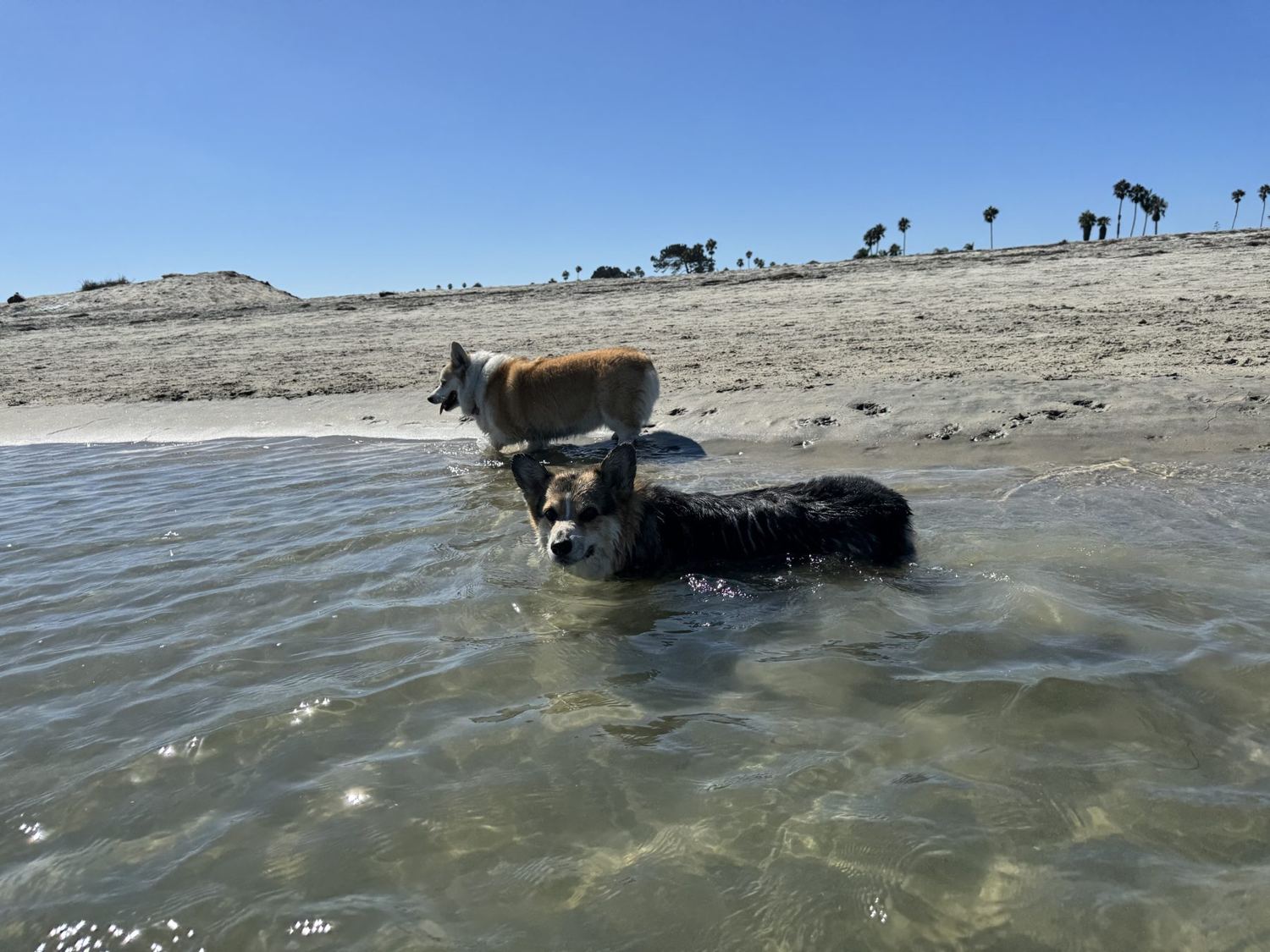 Both corgis wading in shallow, clear water at a dog beach
